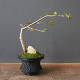 【Plants Greed】コミフォラ　EC3376