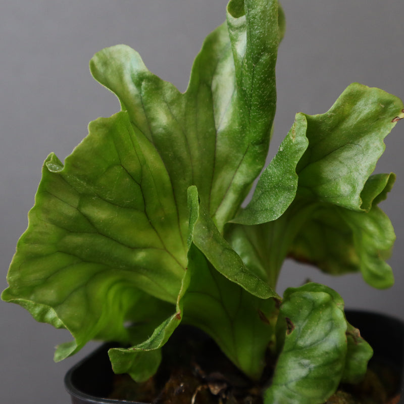 P.wandae dwarf 　EC900