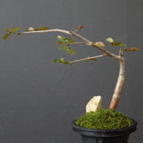 【Plants Greed】コミフォラ　EC3376
