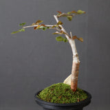 【Plants Greed】コミフォラ　EC3376