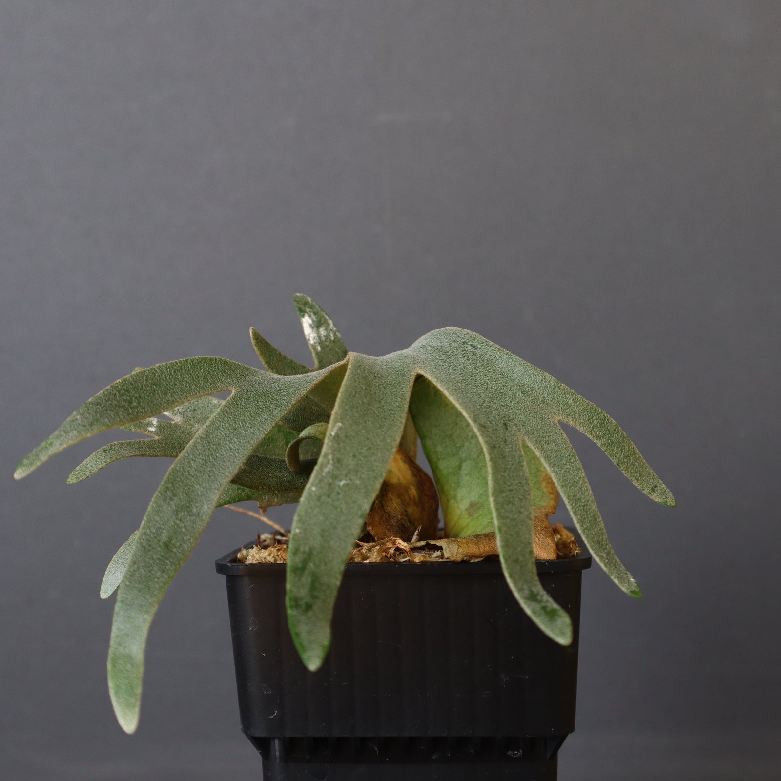P.ウィリンキー ナノ EC901 – TaiShoDo ONLINE SHOP