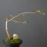 【Plants Greed】コミフォラ　EC3376