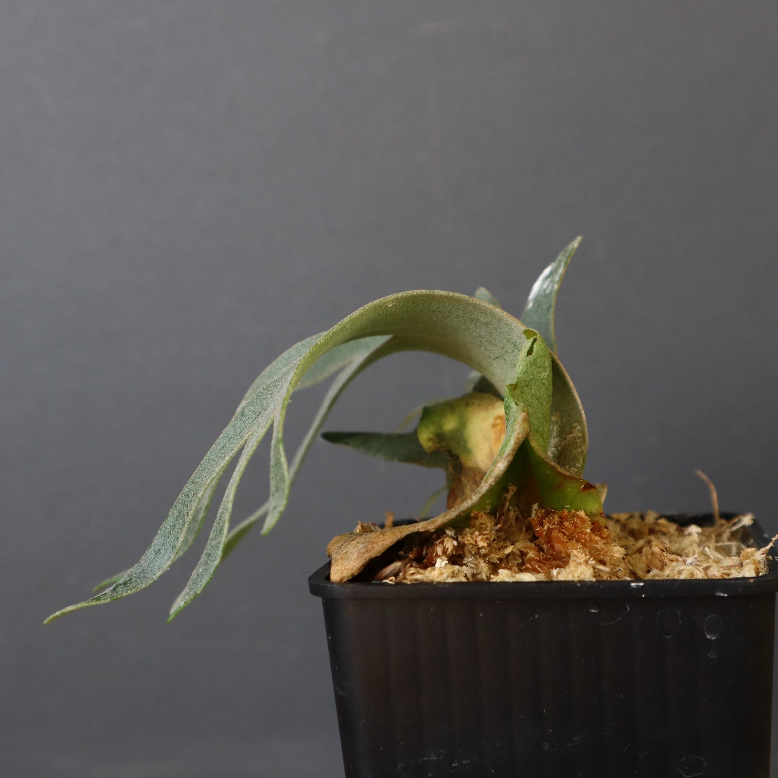 P.ウィリンキー ナノ EC901 – TaiShoDo ONLINE SHOP