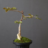 【Plants Greed】コミフォラ　EC3376