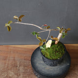 【Plants Greed】コミフォラ　EC3376