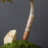 【Plants Greed】コミフォラ　EC3376