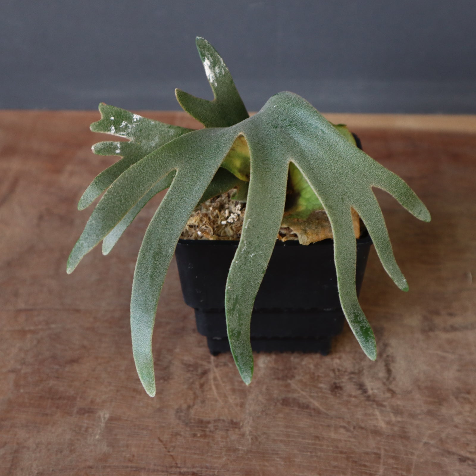 P.ウィリンキー ナノ EC901 – TaiShoDo ONLINE SHOP