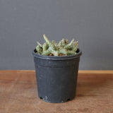 E.ブレビラマ　12