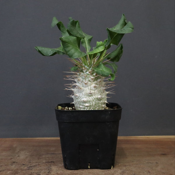 P.ナマクアナム 光堂（実生）12