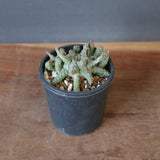 E.ブレビラマ　12