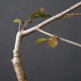 【Plants Greed】コミフォラ　EC3376