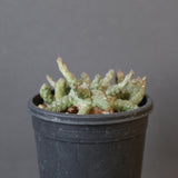 E.ブレビラマ　12