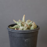 E.ブレビラマ　12