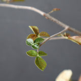 【Plants Greed】コミフォラ　EC3376