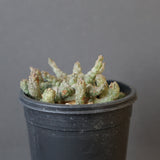 E.ブレビラマ　12