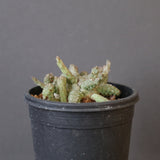 E.ブレビラマ　12