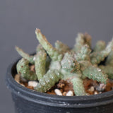 E.ブレビラマ　12