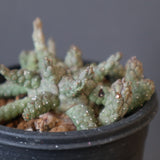 E.ブレビラマ　12