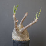 P.グラキリス 2151