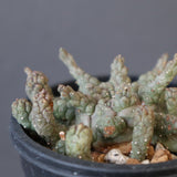 E.ブレビラマ　12