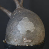 P.グラキリス 2151