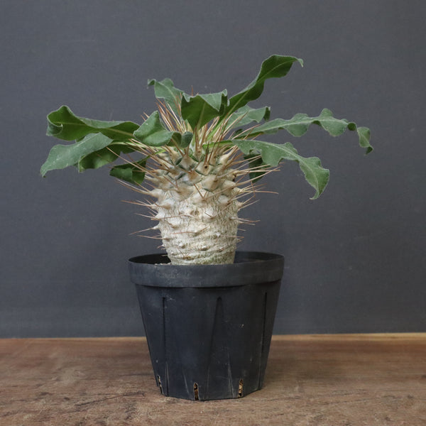 P.ナマクアナム 光堂（実生）14