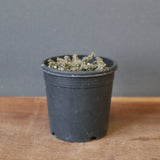 E.ブレビラマ　14