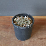 E.ブレビラマ　14