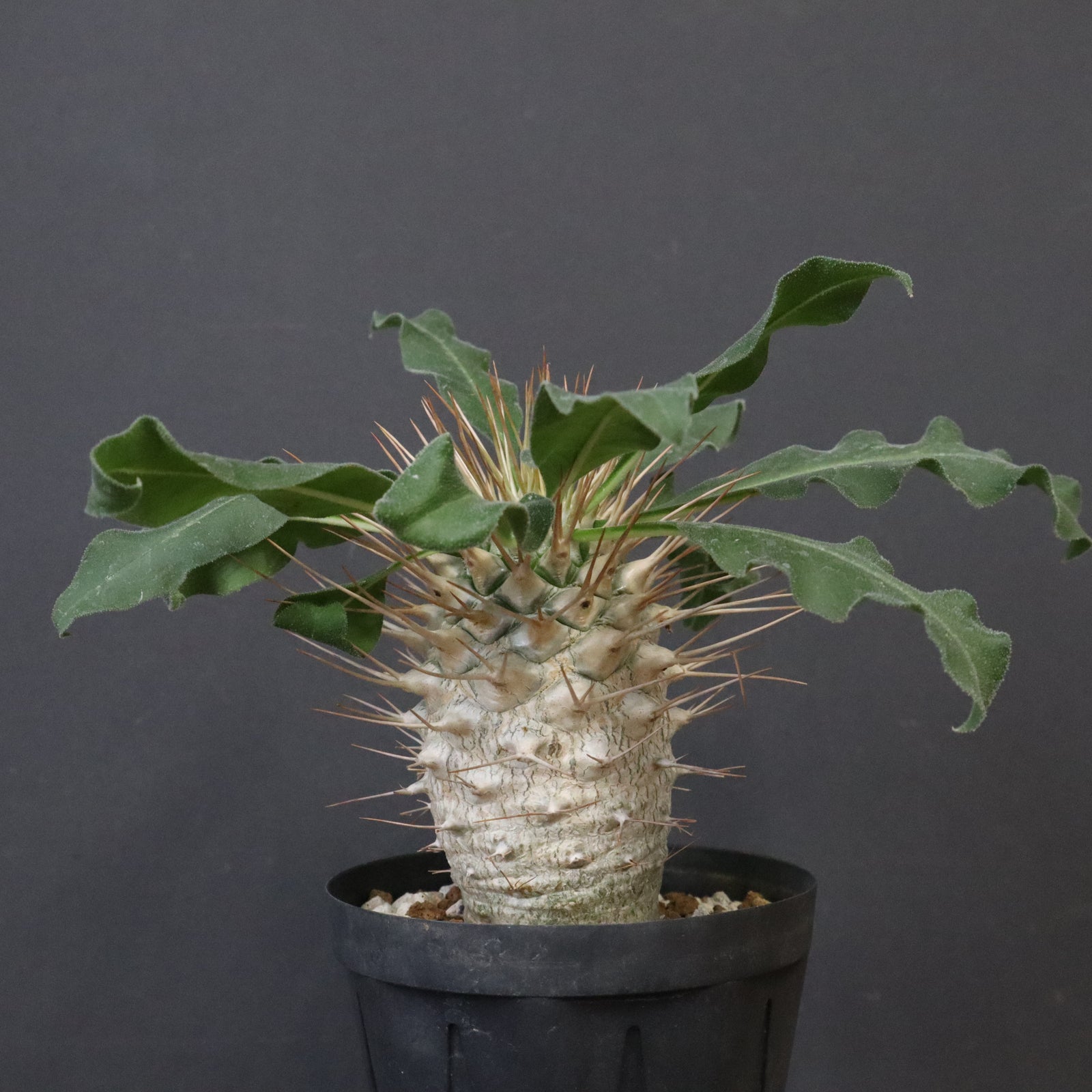 P.ナマクアナム 光堂（実生）14 – TaiShoDo ONLINE SHOP