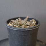 E.ブレビラマ　14