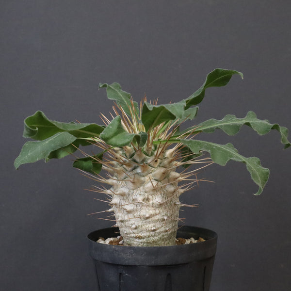 P.ナマクアナム 光堂（実生）14