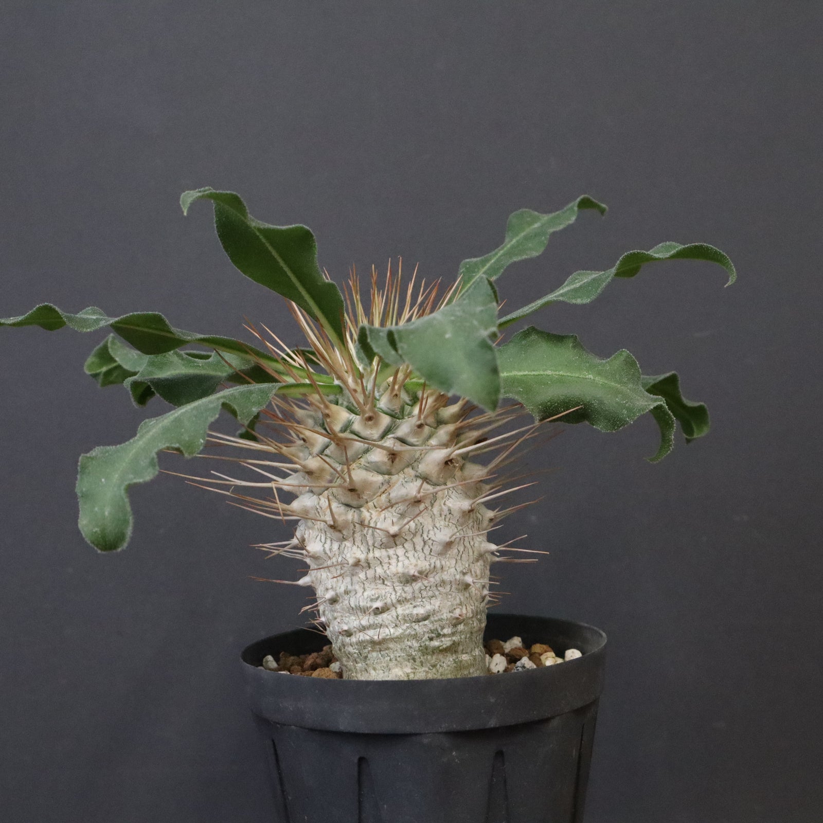 P.ナマクアナム 光堂（実生）14 – TaiShoDo ONLINE SHOP