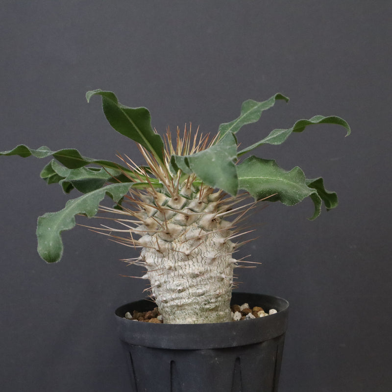 P.ナマクアナム 光堂（実生）14 – TaiShoDo ONLINE SHOP