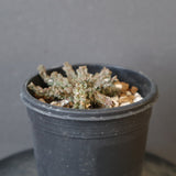 E.ブレビラマ　14