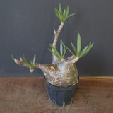 P.グラキリス 2150