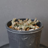 E.ブレビラマ　14