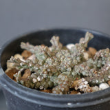 E.ブレビラマ　14