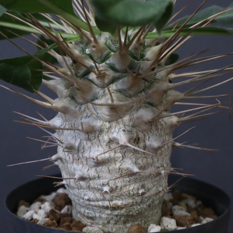 P.ナマクアナム 光堂（実生）14 – TaiShoDo ONLINE SHOP