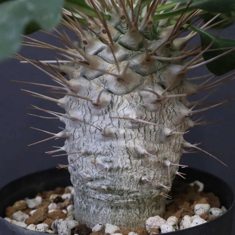 P.ナマクアナム 光堂（実生）14 – TaiShoDo ONLINE SHOP