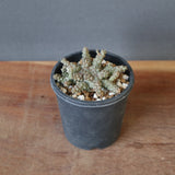 E.ブレビラマ　17