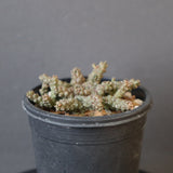 E.ブレビラマ　17