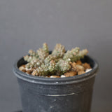 E.ブレビラマ　17