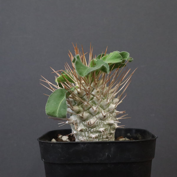 P.ナマクアナム 光堂（実生）8