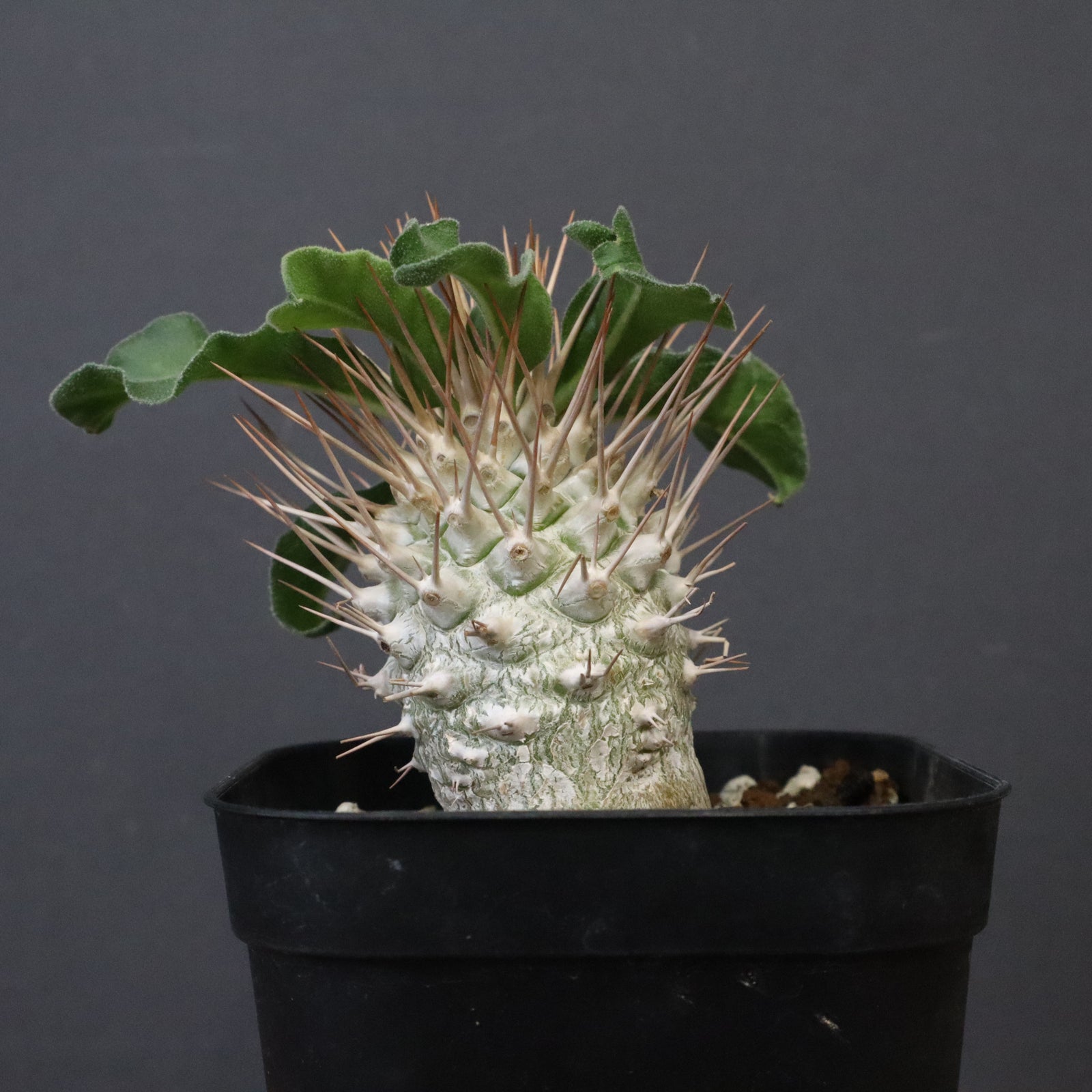 Nv08 パキポディウム ナマクアナム 実生 P.ナマクアナム 光堂（実生）8 – TaiShoDo ONLINE SHOP