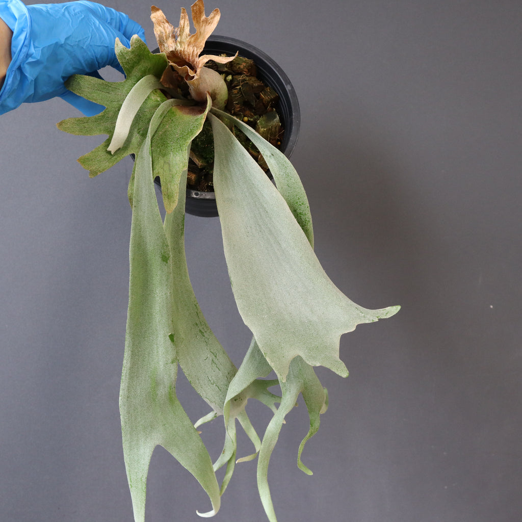 P.ウィリンキー EC896 – TaiShoDo ONLINE SHOP