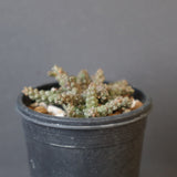 E.ブレビラマ　17