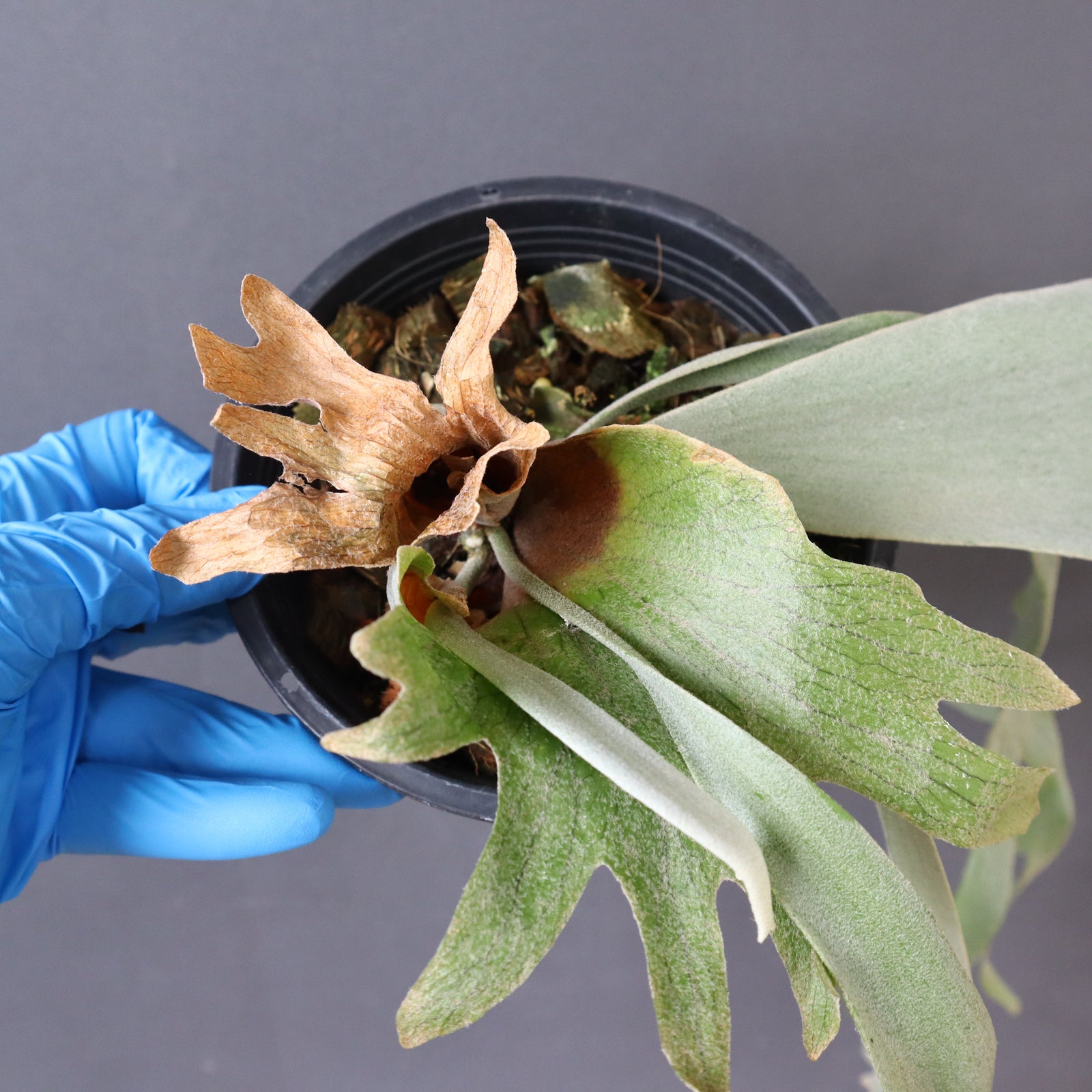 P.ウィリンキー EC896 – TaiShoDo ONLINE SHOP