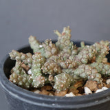 E.ブレビラマ　17