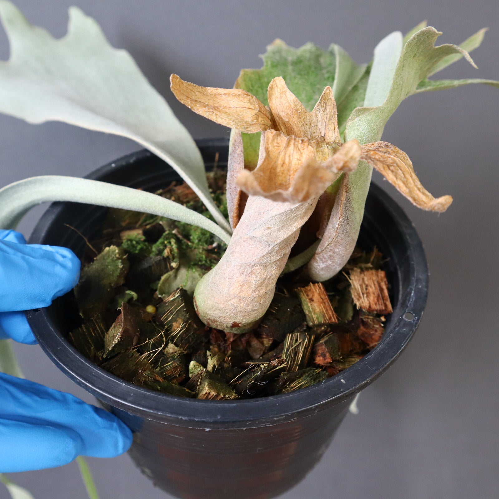 P.ウィリンキー EC896 – TaiShoDo ONLINE SHOP