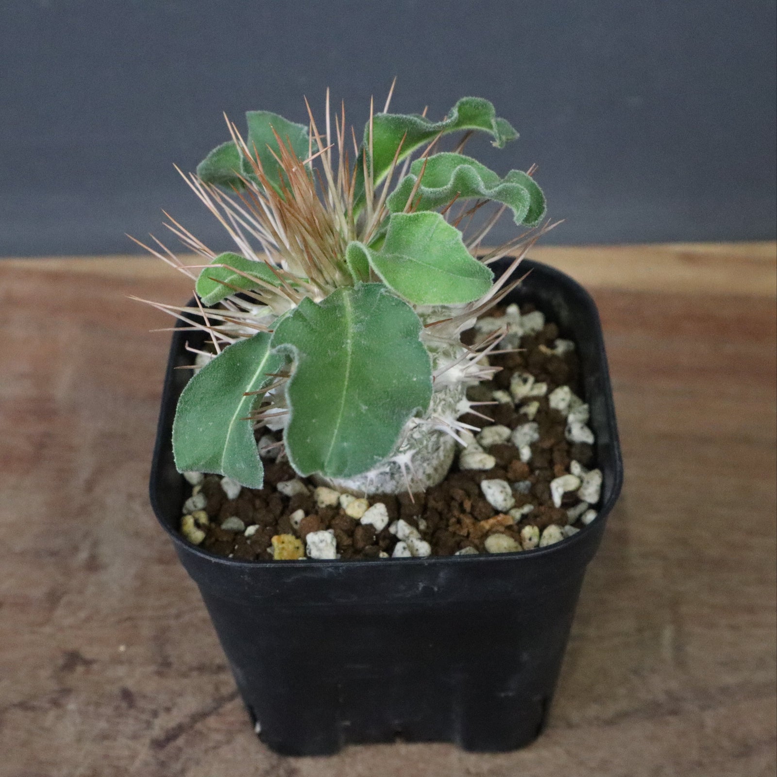 P.ナマクアナム 光堂（実生）8 – TaiShoDo ONLINE SHOP